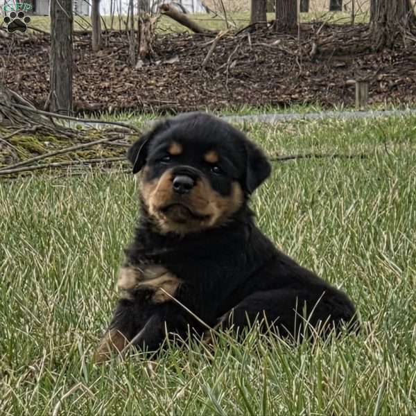 Miss Brooklyn, Rottweiler Puppy